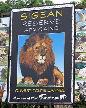 Walking in France: Lions about