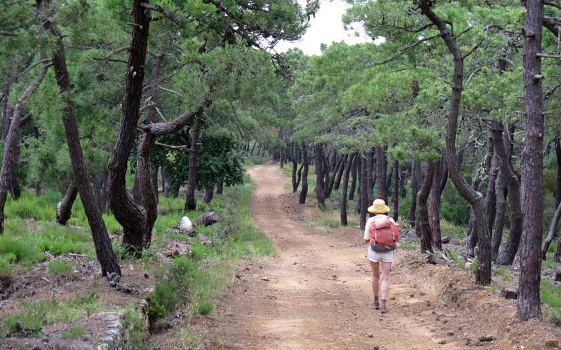 Walking in France: In a forest of oaks and pines