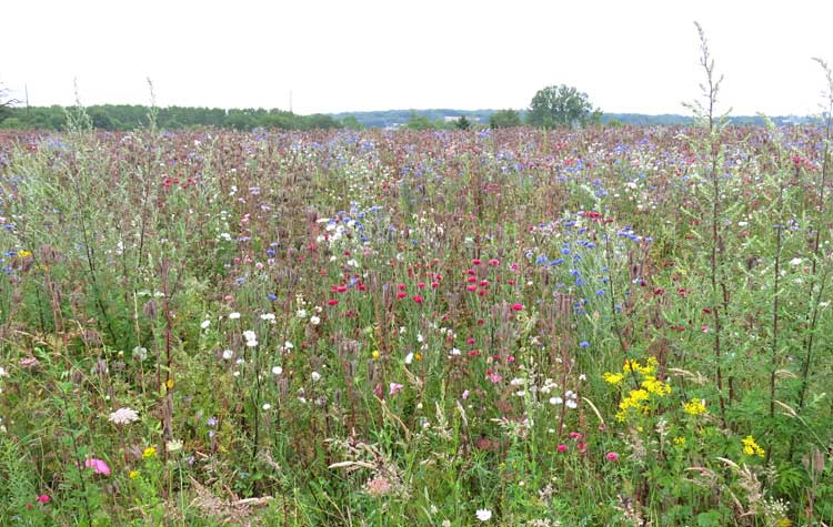 Walking in France: A fallow field seeded with wildflowers ( 'une jachère fleurie')