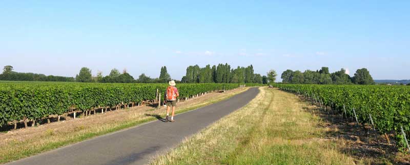 Walking in France: And vines