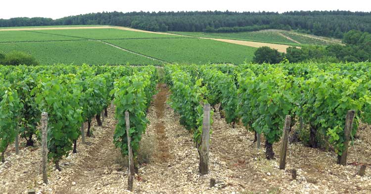 Walking in France: Chablis vines