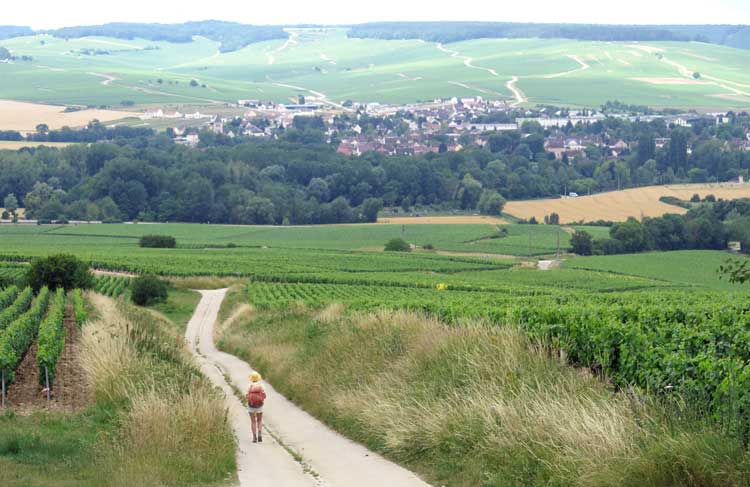 Walking in France: Going down the drain to Chablis