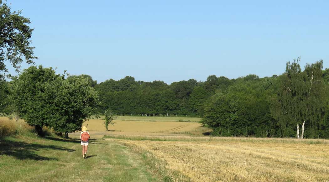 Walking in France: On the freshly mown track