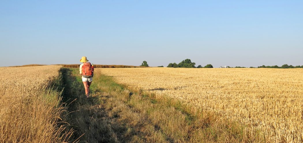 Walking in France: Crossing a field of wheat