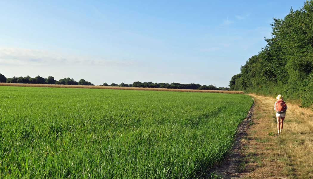 Walking in France: Beside a field of corn