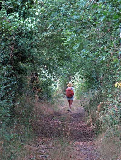 Walking in France: Descending through a tunnel of greenery