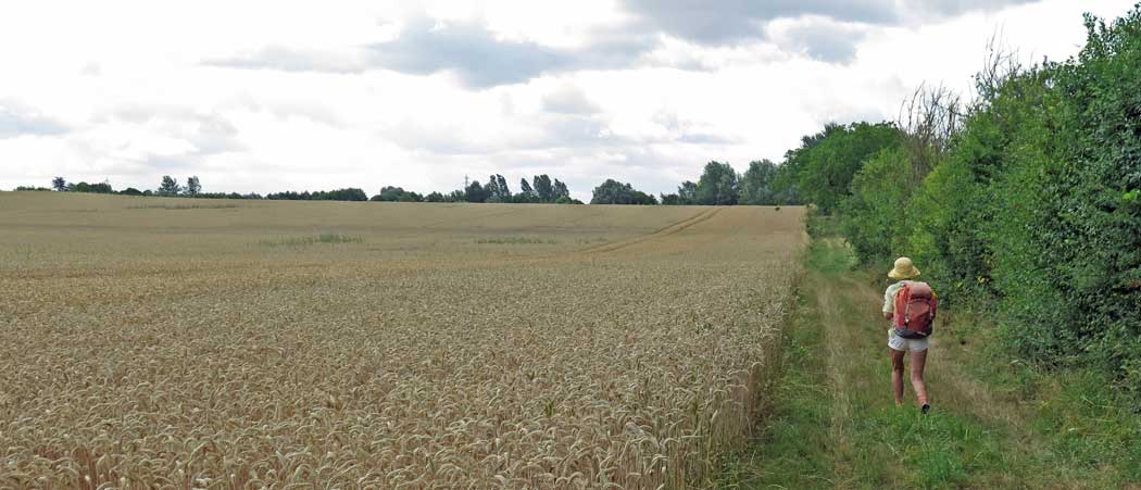 Walking in France: Fields of wheat
