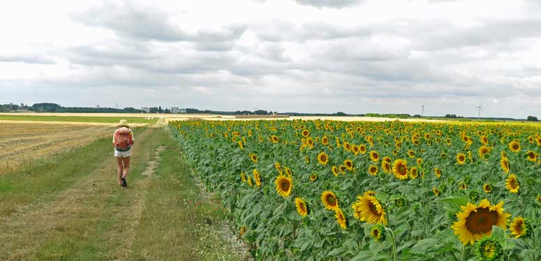 Walking in France: Sunflowers near Allouis