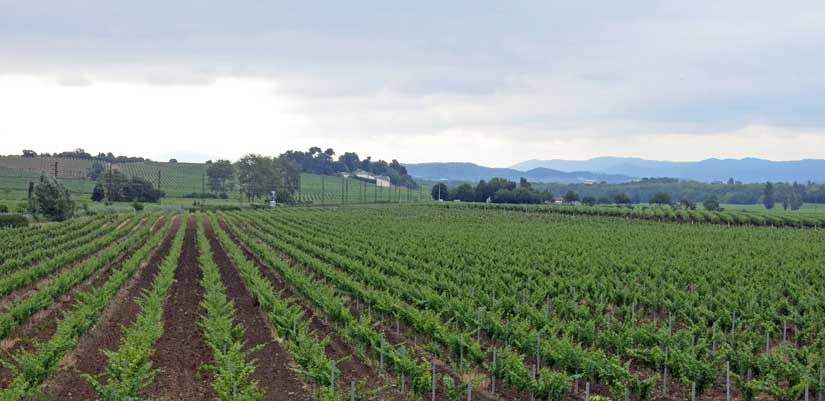 Walking in France: New vines near Pezens