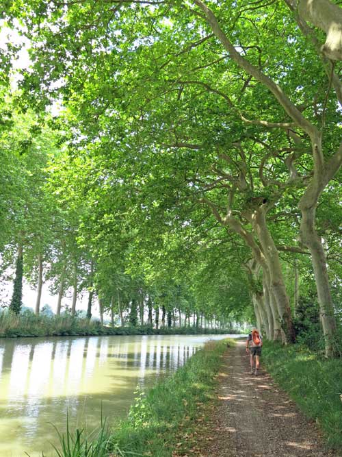 Walking in France: Reflected plane trees