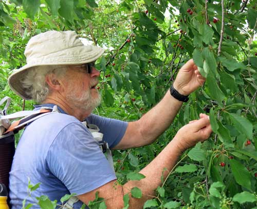 Walking in France: Cherry picking