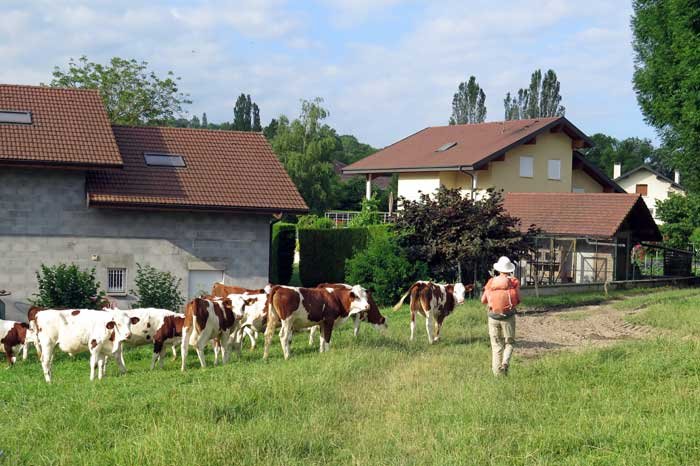 Walking in France: Some friendly cows in Tagny