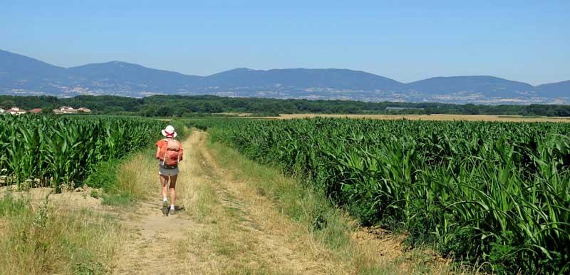 Walking in France: Corn fields, with tomorrow's challenge in the distance, the mountains of the Pilat