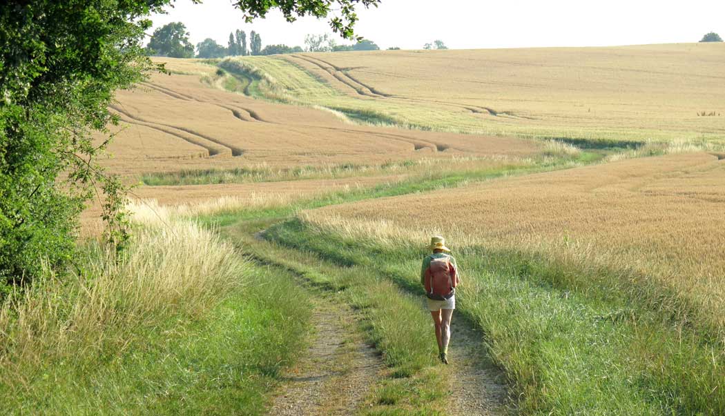 Walking in France: Ain wheatfields