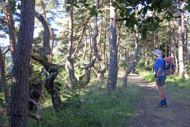 Walking in France: Twisted pine forest