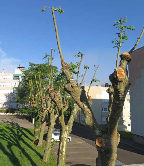 Walking in France: Pruning in the French brutalist style