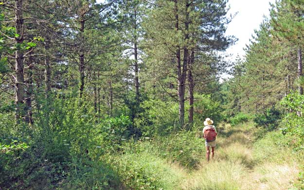 Walking in France: In a pine forest