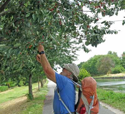 Walking in France: Cherries for the passing walker