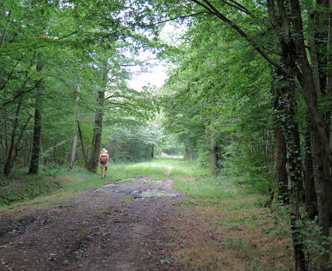 Walking in France: Deep in the forest near St-Pourçain-sur-Sioule