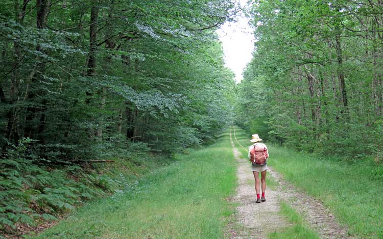 Walking in France: On a forest track going straight to Cosne d’Allier