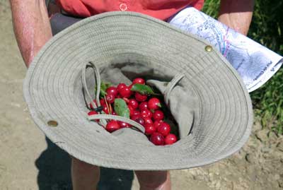 Walking in France: Cherries