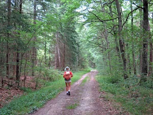 Walking in France: About to become badly lost in the forest