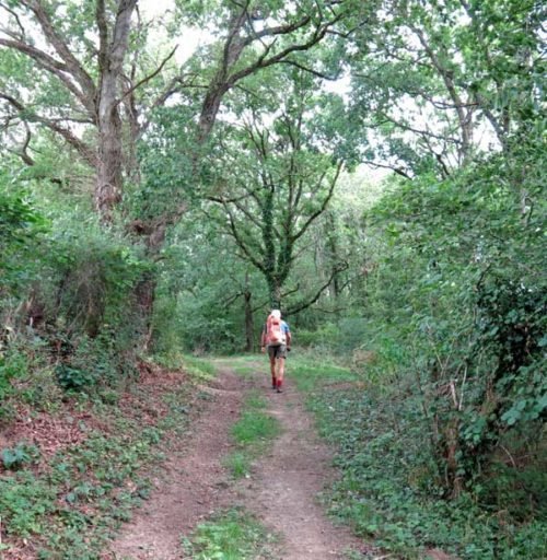 Walking in France: Descending through a forest