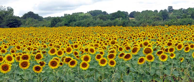 Walking in France: Sunflowers