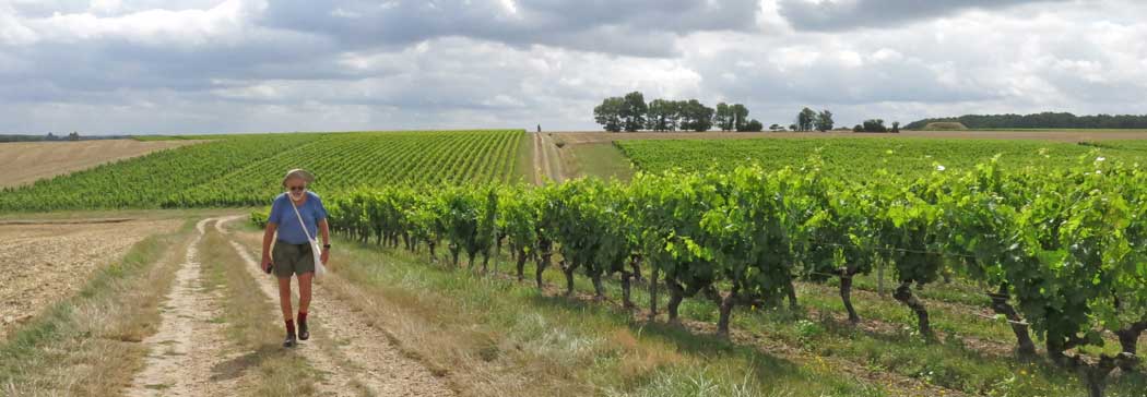Walking in France: A short walk amongst the vines of Bléré