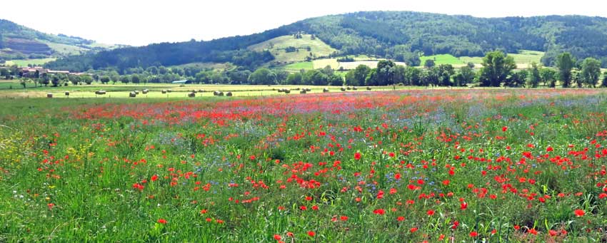 Walking in France: A field of wildflowers