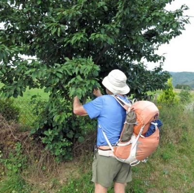 Walking in France: Cherry picking