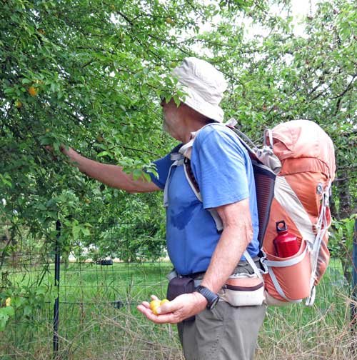 Walking in France: Free yellow plums in Lezat