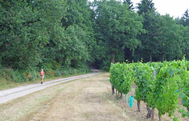 Walking in France: A vineyard near Tilly