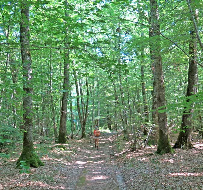Walking in France: In the vast forest of the Bertranges