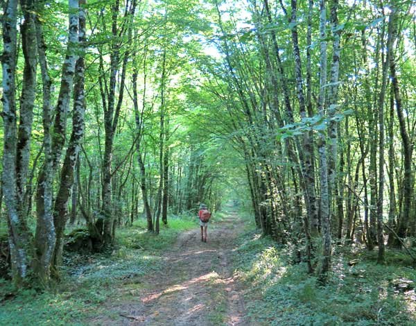 Walking in France: Another forest