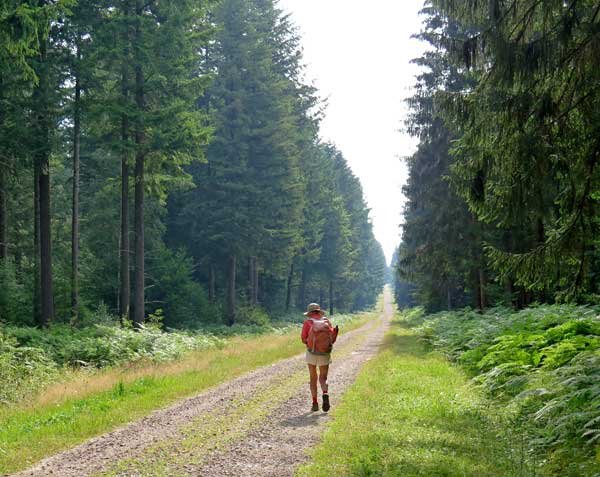 Walking in France: More forest