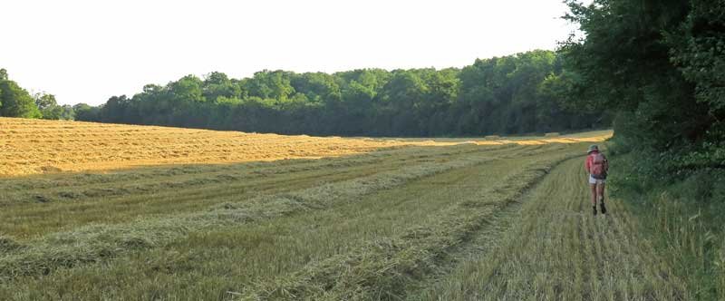 Walking in France: Trying to find where the GR654 enters the forest