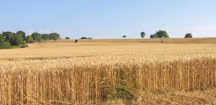Walking in France: Walking through a landscape of wheat