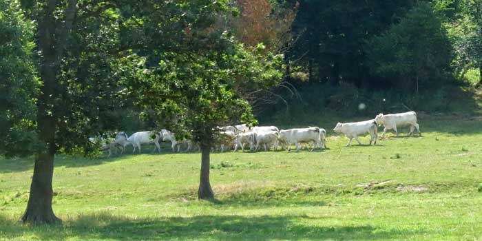Walking in France: Contented cows