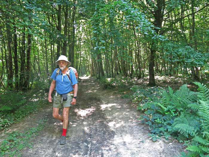 Walking in France: In a forest on the GR654