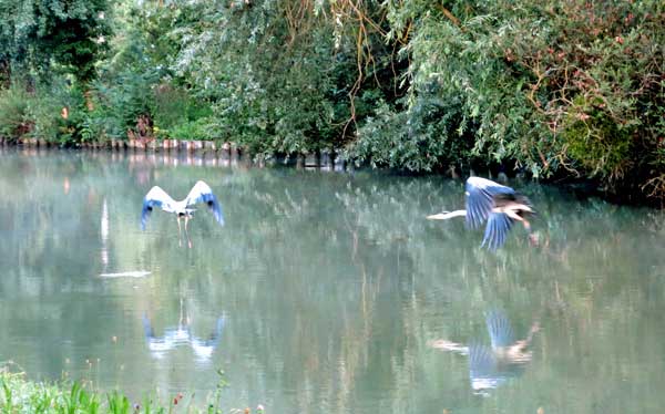 Walking in France: A pair of herons 