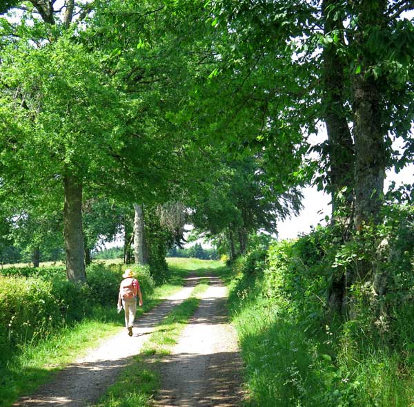 Walking in France: A cool, shady track