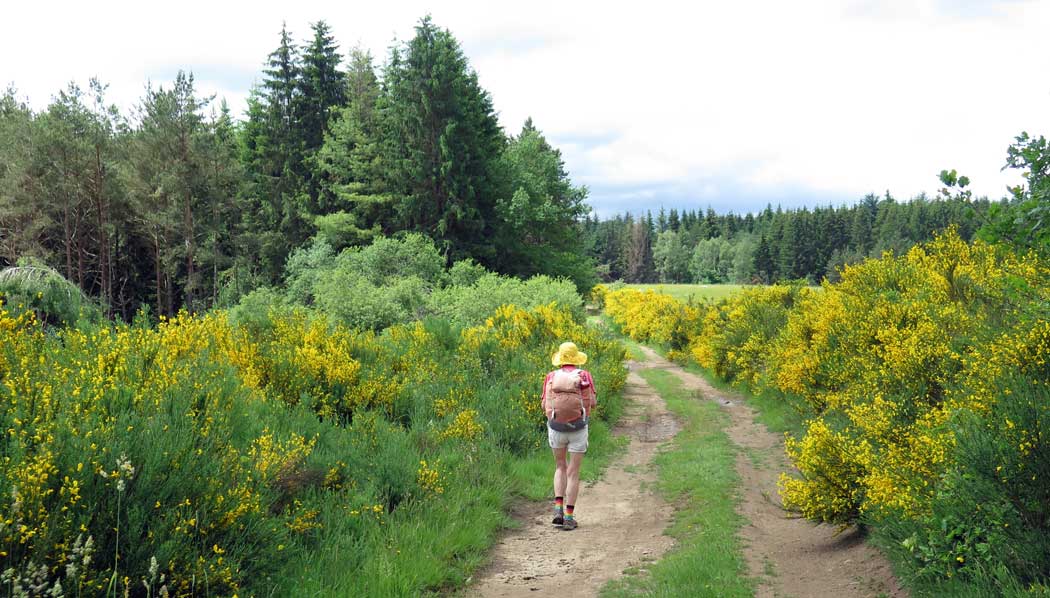 Walking in France: A beautiful gorse-lined track