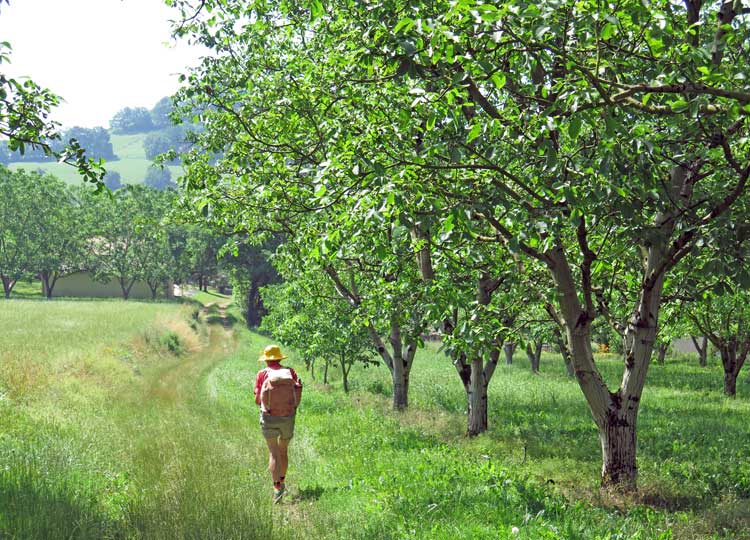 Walking in France: Passing a grove of walnut trees