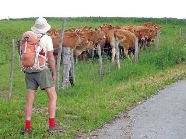 Walking in France: Curious cows