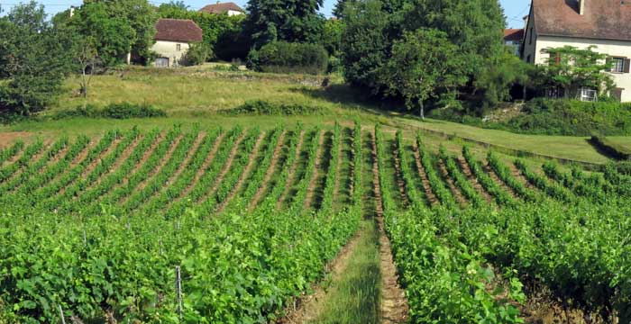 Walking in France: Vineyard near Glanes